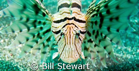 Lionfish taken during a dive at Osezaki in Suruga Bay, we... by Bill Stewart 